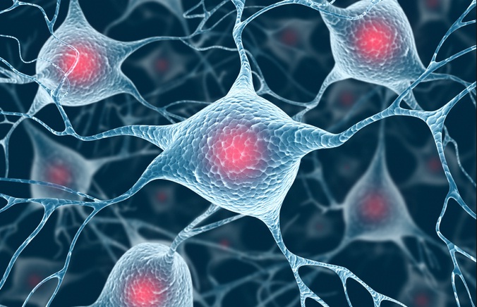 сеть нейронов